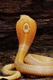 king cobra national geographic