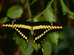 brazilian butterfly