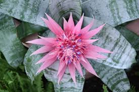 unique flowers