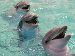 pictures bottlenose dolphins