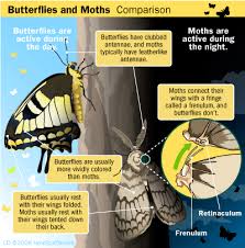 moth butterfly pictures