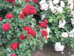 roses plants