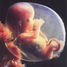فلينظر الإنسان ممّا خلق.. Embryo