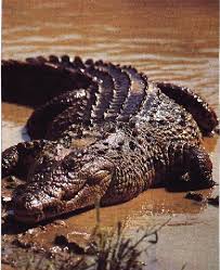 animals of the nile river