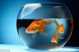 goldfish bowl pictures