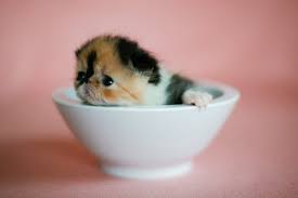 japanese kitten