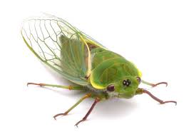 Cicadas have large compound