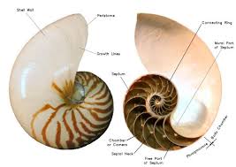 nautilus fossils