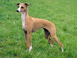 italian greyhound