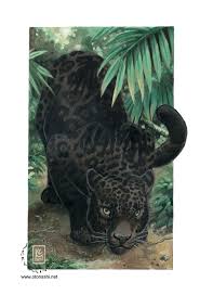 jaguar wild cat