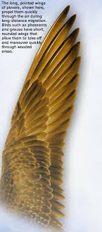 pics bird wings