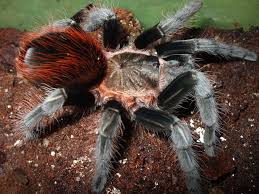 mexican red rump tarantula