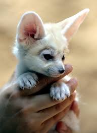 fennec foxes