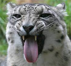 snow leopard