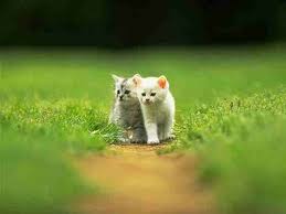 cute cat pictures