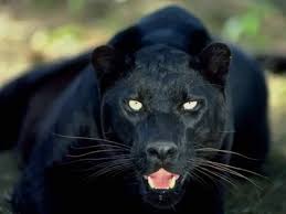 jaguar wild cat