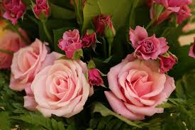 http://t2.gstatic.com/images?q=tbn:3N5Oe8uiImF6ZM:http://plantaromes.canalblog.com/images/Roses_Axelle_1.jpg