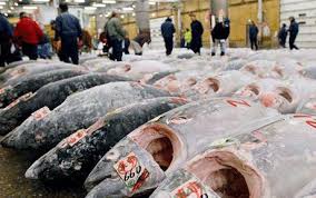 biggest tuna fish