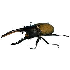 insects beetles pictures