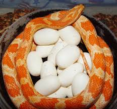 creamsicle corn snake