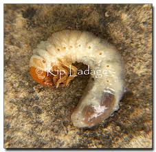 beetle larvae pictures