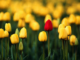 ولا احلى من زهور الربيع 37_tulips_beautiful_flowers_desktopwallpaper_l