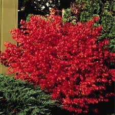 pictures dwarf shrubs