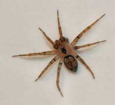 spider.jpg