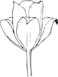 how to draw tulips