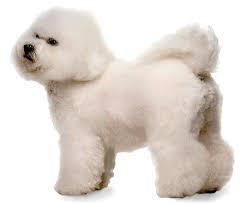 bichon