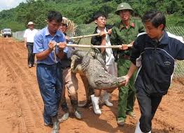 hunting crocodile