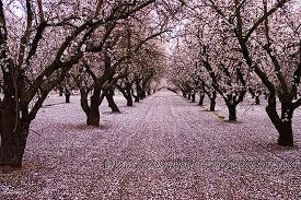 pictures apple trees
