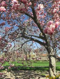 magnolia tree