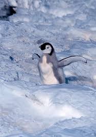 baby penguins