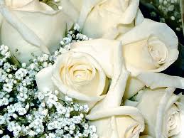 white rose flower