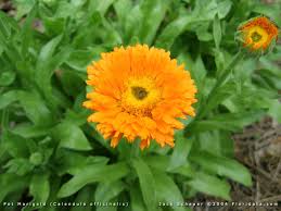 calendula