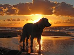 golden retriever wallpaper