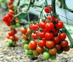 کاشت گوجه فرنگی