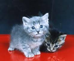kitties