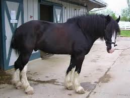 shire horse