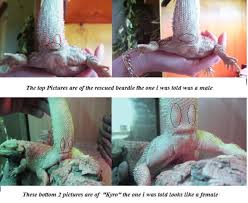 picture bearded dragons