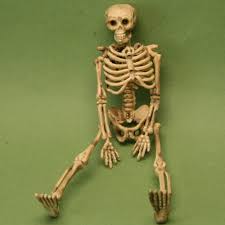 skeleton
