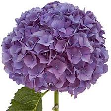 Tips for Growing Hydrangeas