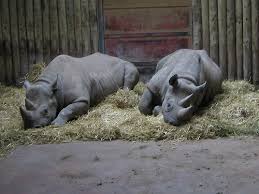 Black Rhinos.
