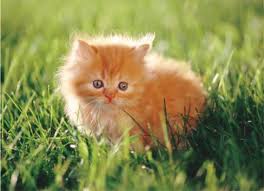kitties