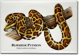 burmese python