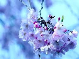 صور ورود طبيعية.......... Cherry_tree