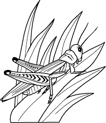 grasshopper coloring pictures