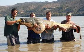 largest catfish pictures