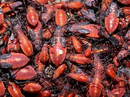 milkweed bug pictures